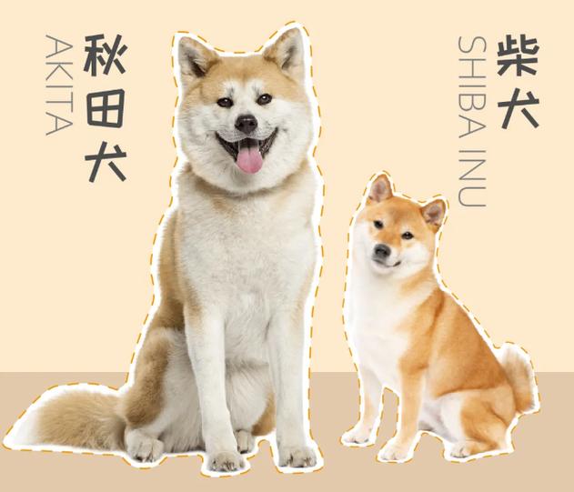 柴犬与秋田犬的区别缩略图