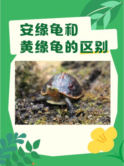 乌龟品种与长大时间的关系