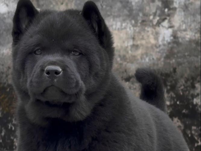 中国唐狗(中华唐犬)