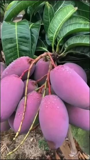 芒果有几种颜色