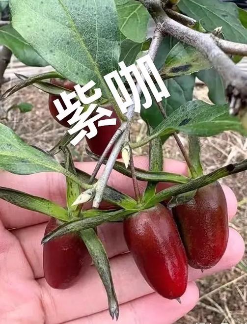士咖果