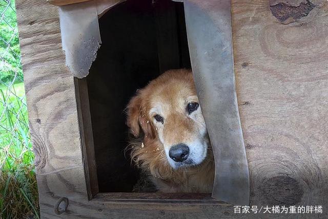 把狗狗关在黑屋会怎样