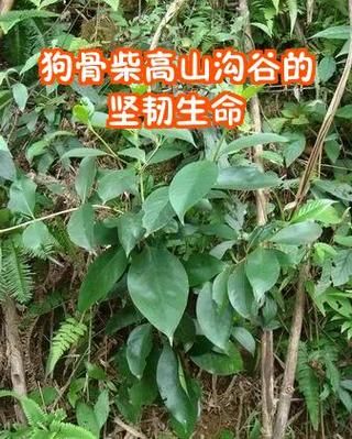 狗吃生牛骨还是熟牛骨图标