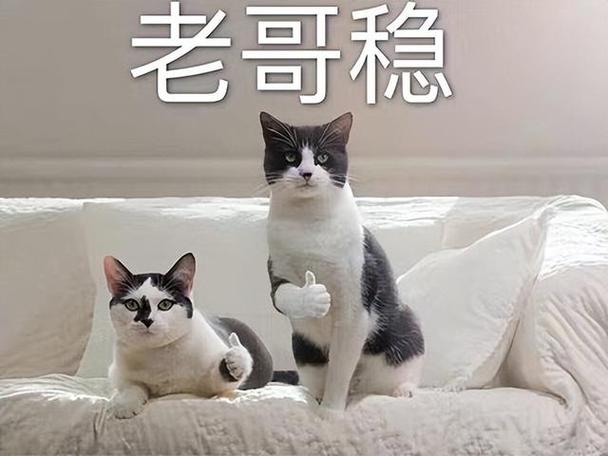 老哥稳靠谱吗