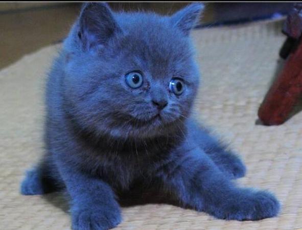 很纯的蓝色猫
