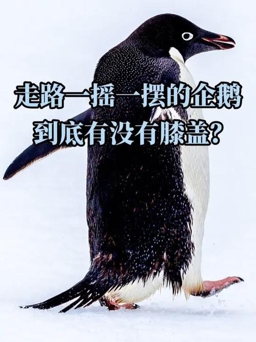 走路左右摇晃像企鹅
