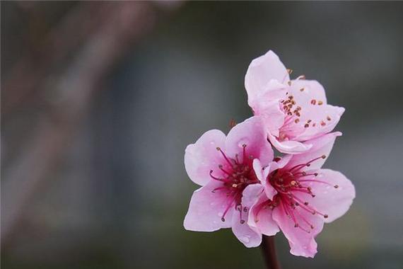 梦见桃花是仙家在暗示什么截图
