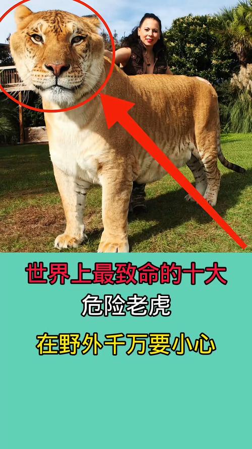 老虎的致命部位