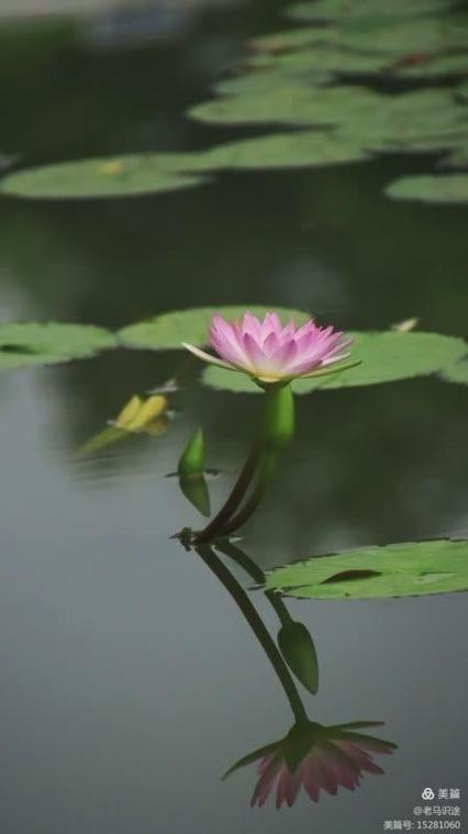 荷花与莲花有什么区别