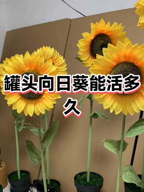向日葵免费版能用多久