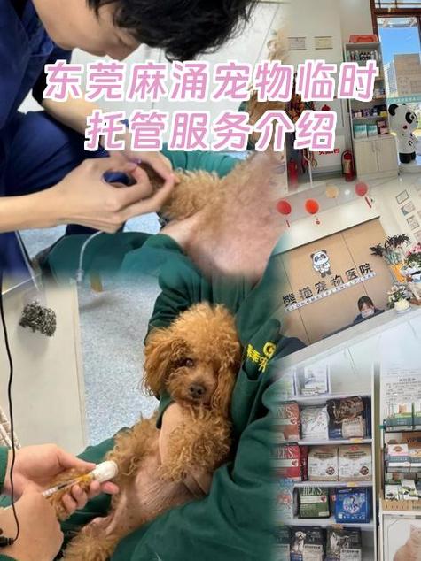 宠物托管收费标准