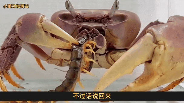 螃蟹大战蜈蚣缩略图