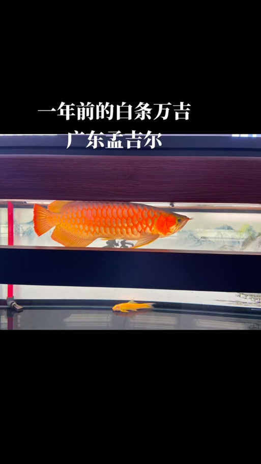 孟吉尔红龙截图