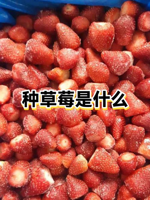 推销草莓的幽默句子截图