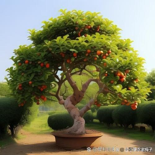庭院低矮最好的5种树