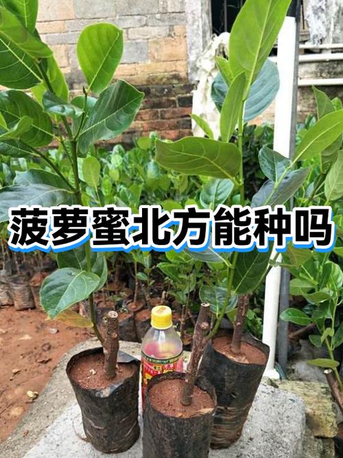 菠萝蜜催奶吗缩略图