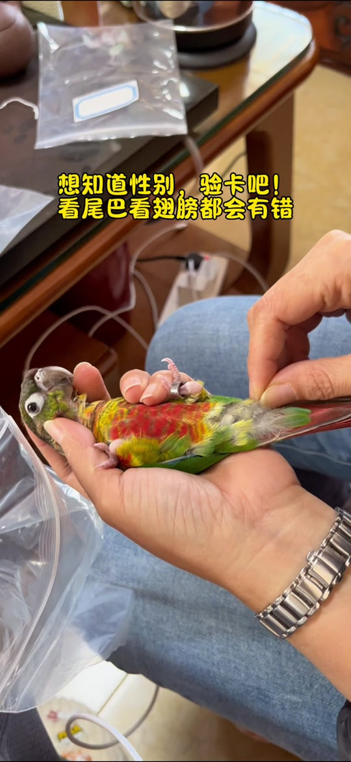 鹦鹉拔毛验卡正确流程
