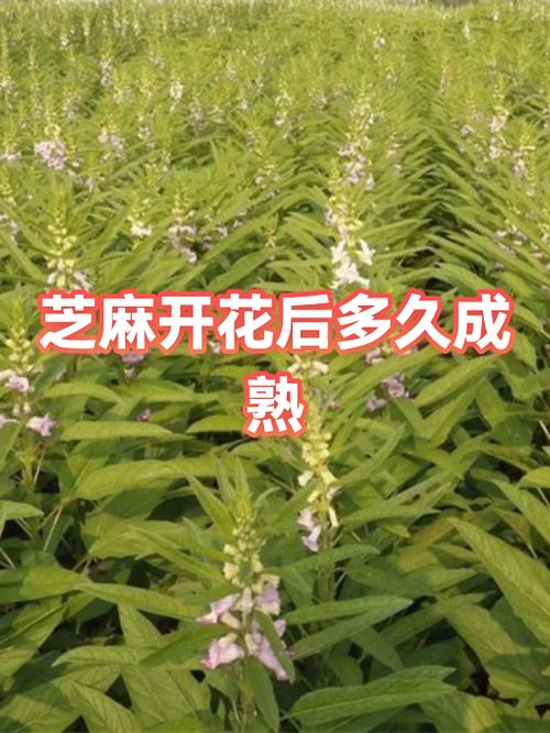 芝麻几月开花图标