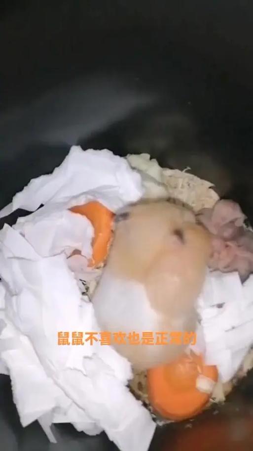仓鼠养不熟想弄死截图