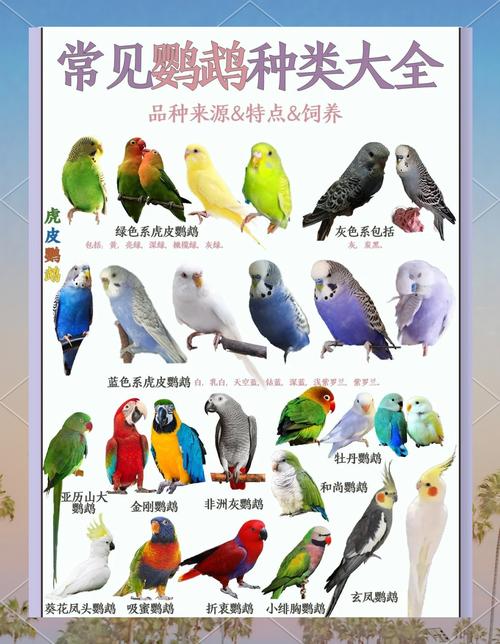玄凤鹦鹉分几种品种