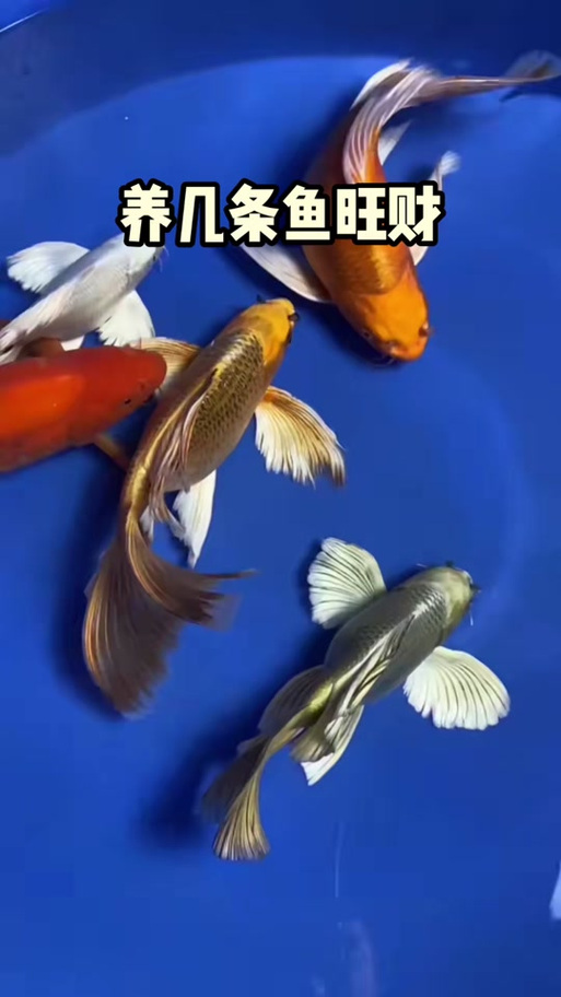 养鱼几条最好旺财截图