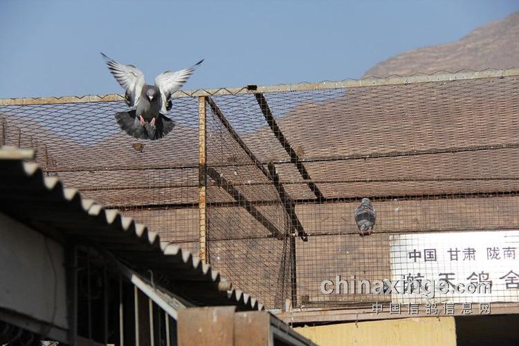 赛鸽归巢视频游戏截图