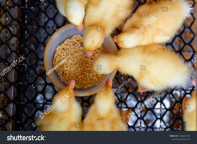 duckduck