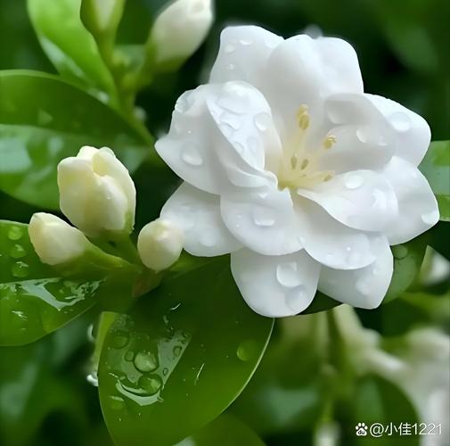 夲茉莉截图