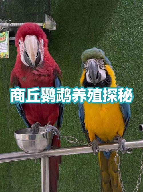 商丘鹦鹉最出名三个地方
