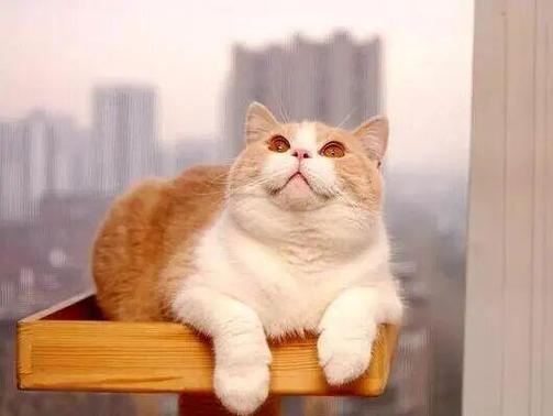 最粘人脾气最好的猫