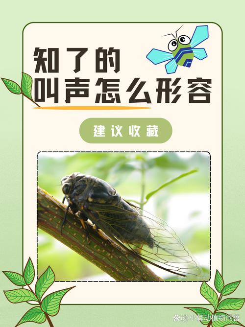 蝉鸣录音.mp3截图