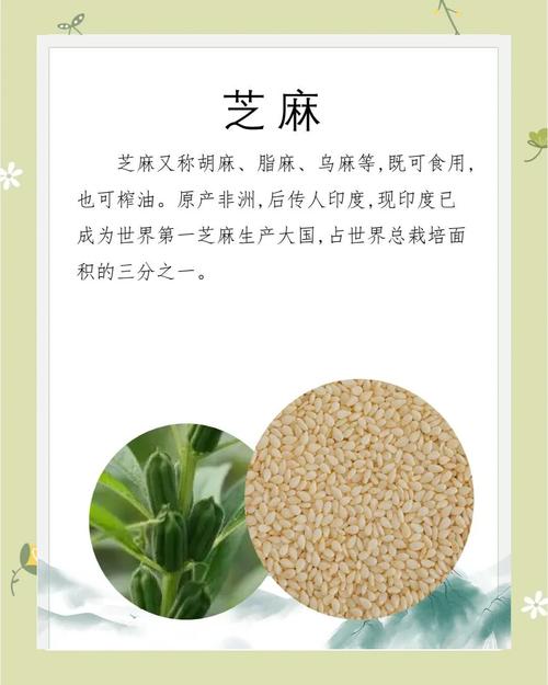 生芝麻可以保存几年图标