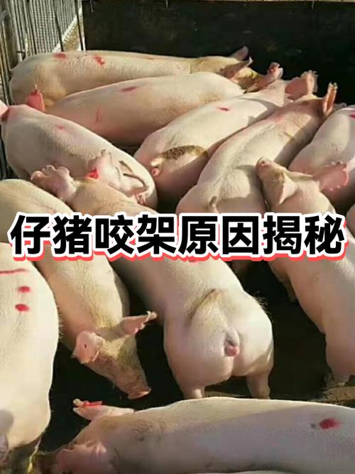 一百多斤的猪咬架什么原因