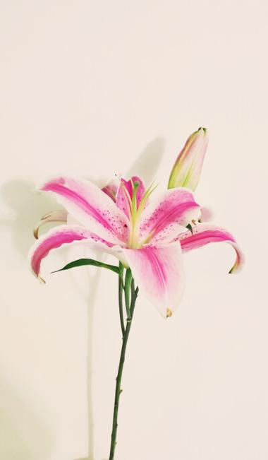 百合花图片大全