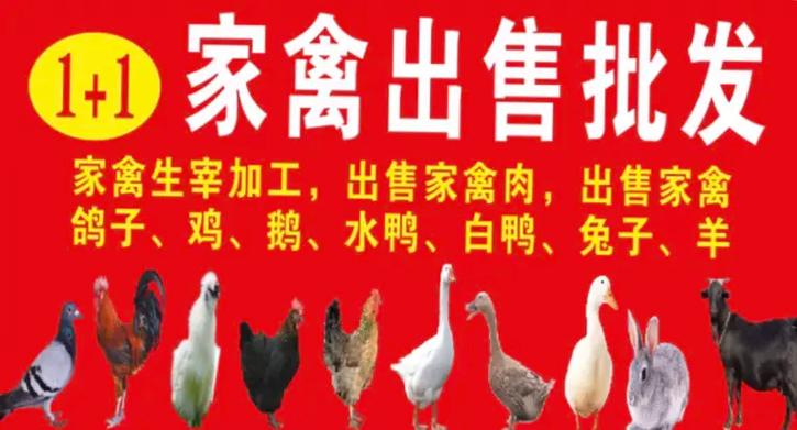 散养鸡鸭鹅宣传广告截图