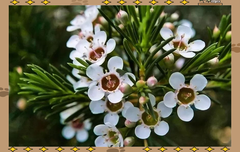 蜡花最忌讳三个颜色截图