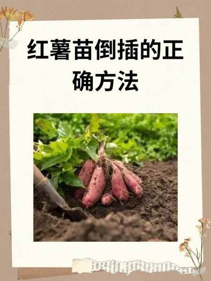 种地瓜的方法和步骤