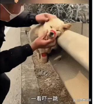 女生说后挂是狗啥意思图标