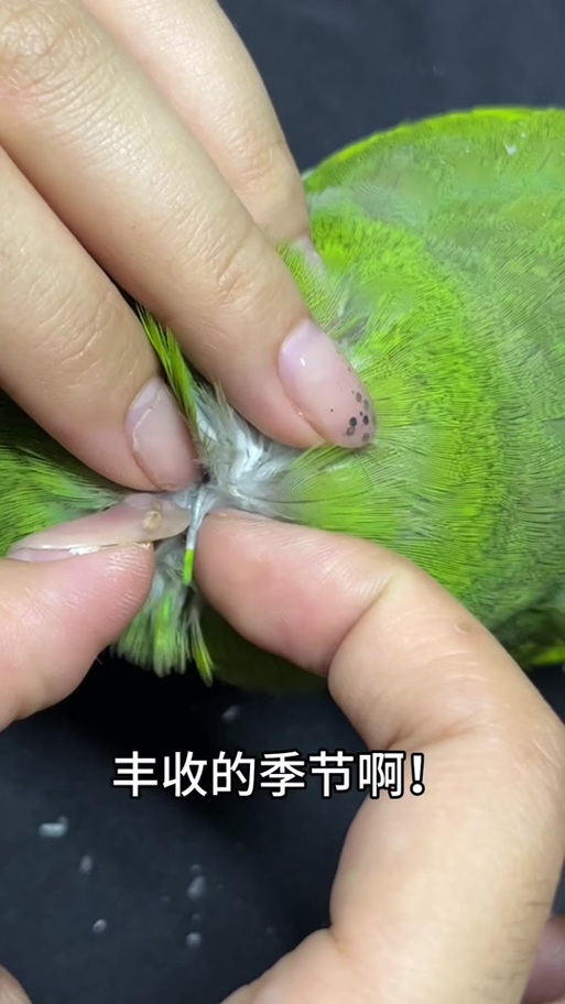 给鹦鹉掐羽管