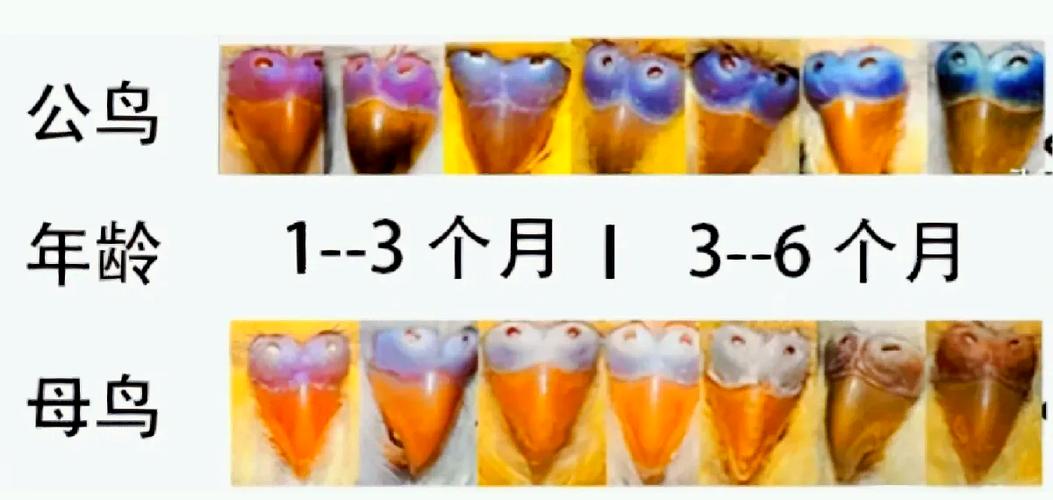 虎皮鹦鹉可以放生吗图标