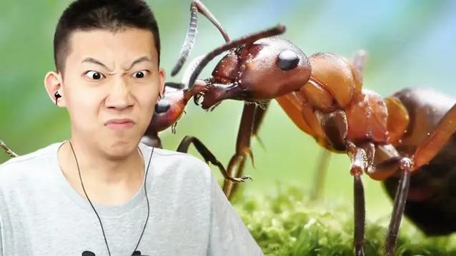 鲤鱼ace蚂蚁模拟器