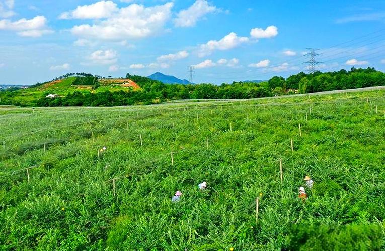 蓝莓种植基地在哪里