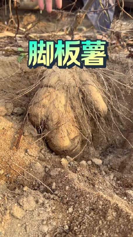 利薯是脚板薯吗