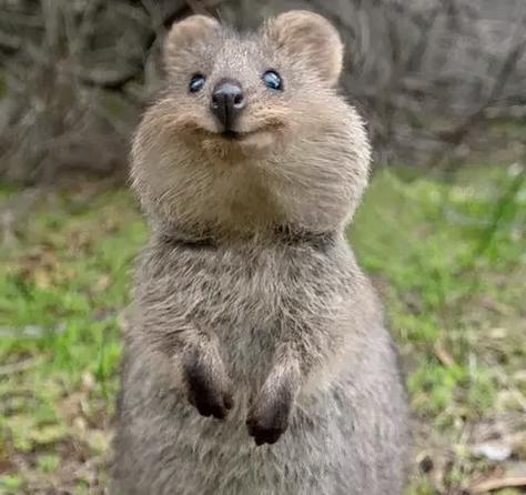 袋鼠和兔子什么关系