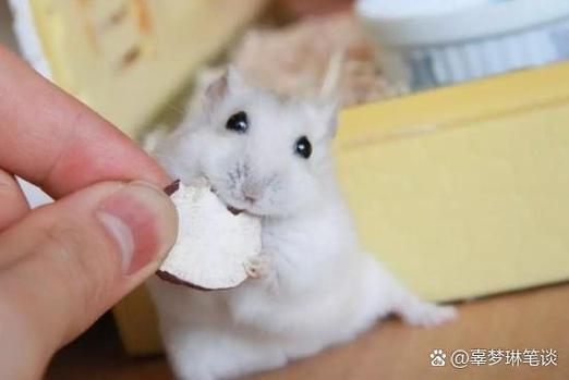 母仓鼠藏粮食预示着什么截图