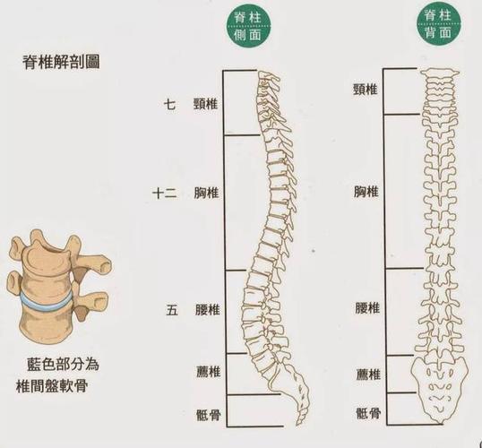 龙骨疼痛位置图缩略图