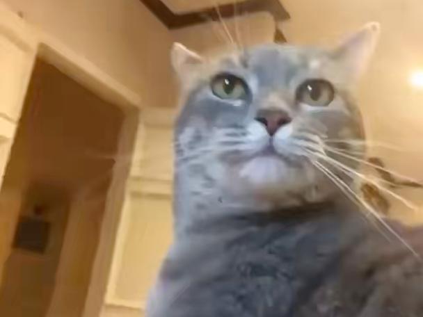 猫咪在线短视频观看