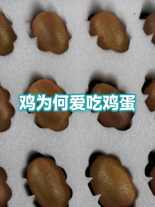 鸡吃鸡蛋土方法截图