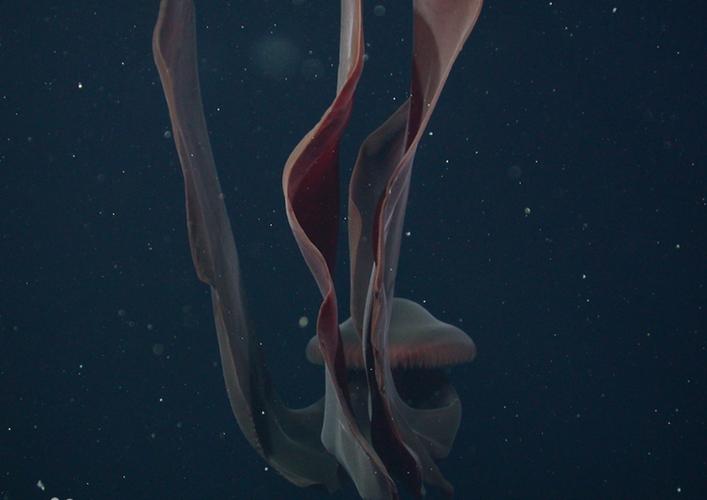 水母会撑死吗图标