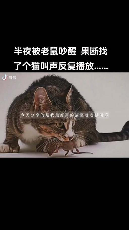仓鼠害怕猫吗